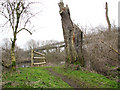 Remains of a tree beside the path in NR7 0TA