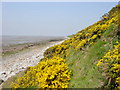Gorse on the Cliffs at Caldy in CH48 2JX