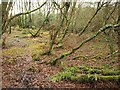 Damp woodland, Wiltown valley in EX15 3TS