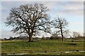 Trees in pasture near Seend in SN12 6PT