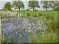 Water violets in pond at Tilston in SY14 7DR