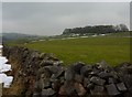 Copse, fields and dry stone wall in SK17 8SH