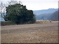 Game crop near Queenwood Farm in SP5 1LW