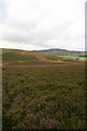 Heather moorland on Finlarg Hill in DD4 0QF