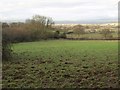 Field near Leigh Hill Cottages in TA3 7DS