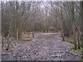 Staggered footpath junction in Purchase Wood in TN26 1JU