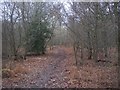 Footpath in Purchase Wood in TN26 1JU