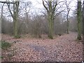 Footpath and track junction in Purchase Wood in TN26 1JU