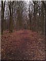 Avenue of beech trees on path to Hookheath farm in PO17 6ES