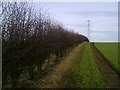 Hedgerow dividing fields in G76 8SW