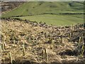 Replanted woodland, Gask Hill in PH13 9LD