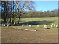 Sheep, Clatford Bottom in SN8 4HU