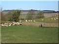 Sheep near Manton in SN8 4NB