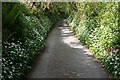 Ramsons Flowering on the Banks of a Narrow Lane in PL12 5NS