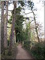Fleet Pond path in Fleet