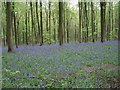 West Woods, Nr Lockeridge in May when the wood is carpeted with 'Bluebells' in SN8 4EG