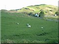 Sheep grazing on the Isle of Luing in PA34 4UB