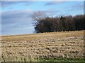 Stubble and game crop near Friars Hill in SN6 7BZ