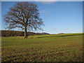 Oak tree near Lingen Farm, Martley in WR6 6QH