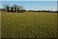 Farmland near Maple's Cross Farm in WR6 5LT