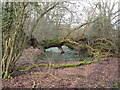 Fallen tree in stagnant pond in RH14 9EB