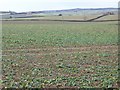 Root crops near Morden in BH20 7EN