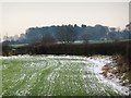 Field boundary outlined by snow and hedge, Snydale in WF7 6ES