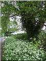 Black Poplars and Cow Parsley in HP22 5TY