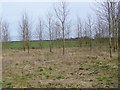 Plantation near Winterborne Tomson in DT11 9EY