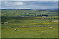 Buttercup fields near Middle Bank End in Whitewell & Stacksteads Ward
