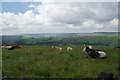 Cows grazing at the top of the hill in Whitewell & Stacksteads Ward