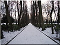 Avenue of lime trees, Maxwell Park in G51 1PH