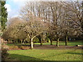 Winter trees in Betws Park in SA18 2LU