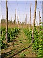 Hop garden, Syndale Bottom in ME13 0SX