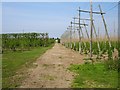 Apples and hops near Norton Ash in ME13 0SU
