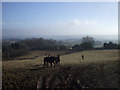 Horses near Wentwood Reservoir in Llanvaches Community