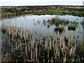 Unmapped Pond, Easington High Moor in TS13 4TN