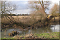Collapsed willow by the Avon in CV3 4ST