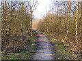 Woodland path in M26 3DA