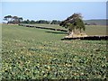 Root crops near Sandford Orcas in Holway