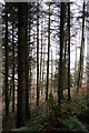 Through the trees at Hawkridge Reservoir in TA5 1AS