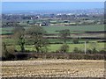 Maize stubble near White Post Inn in BA22 8AP