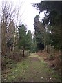 Footpath in Redleaf Wood in TN11 8HT