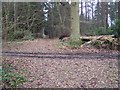 Footpath and track junction in Redleaf Wood in TN11 8HY