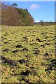 Field of Molehills, Adjacent to Low Wood in YO62 5NB