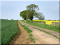 Farmland track. in Staploe