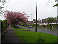 Tree in blossom on Manchester Road (A57) in S10 5RZ