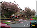 Trees in Blossom with flats behind in S6 5GP