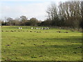 Geese at the edge of Stoneywish Country Park in BN6 8XH