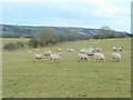 Sheep pasture near Lydstep in SA70 7TN